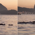 Grupo de golfinhos é visto próximo à praia no Rio