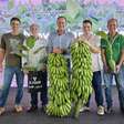 Nova variedade de banana tem cachos de 30 kg e demorou 20 anos para ser desenvolvida por pesquisadores