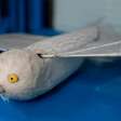 Pesquisadores chineses desenvolvem drones que batem asas em vez de usar hélices