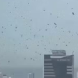 Milhares de corvos tomam o céu de Tel Aviv e cena levanta teorias religiosas; veja
