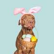 Ovo de Páscoa pet: como agradar seu cachorro sem colocar a saúde em risco