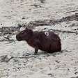 Inea resgata capivara ferida em praia na Ilha Grande