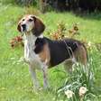 Beagle harrier: conheça as características dessa raça de cachorro