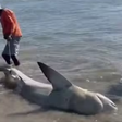 Homens retiram tubarão do mar, cortam barbatanas e posam para fotos em PE