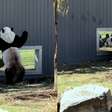 Pandas gigantes encantam internautas ao 'flertarem' em zoológico nos EUA