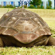 Tartaruga-gigante Jonathan, animal terrestre mais velho do mundo, morre aos 193 anos