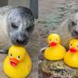 Foca de 32 anos viraliza ao demonstrar seu amor por patos de borracha