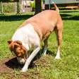 Por que cachorro enterra comida? Descubra os motivos