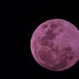 A "Lua rosa" da Europa não é rosa, então por que é chamada assim?
