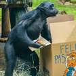 Zoológico de São Paulo presenteia animais com 'caça aos ovos' para celebrar a Páscoa