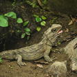 Tuatara: o réptil que é um fóssil vivo que desafia milhões de anos de evolução