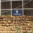 PM apreende quase 50 toneladas de maconha em bunker concretado no Complexo da Maré (RJ)