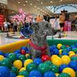 Suzano Shopping promove encontro de pets 'fiapos palha de aço' neste sábado