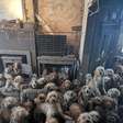 A chocante imagem de 250 cães resgatados em sala de casa: 'Eles agora estão muito bem'