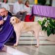 Cachorro caramelo passa a frequentar missas, vira 'fiel' e conquista padre no Paraná: 'Ele fica ali escutando'