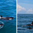 Em momento raro, orcas são avistadas no litoral de São Paulo; veja vídeo