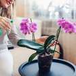 Pouca gente sabe, mas este detalhe é o sinal definitivo de que sua orquídea precisa de água agora