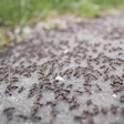 As melhores maneiras de eliminar formigueiros da sua casa ou jardim de forma rápida e fácil