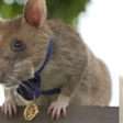 Herói do Camboja: o rato gigante africano que detectou minas terrestres e ganhou aposentadoria após salvar milhares de vidas