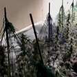 'Floresta' de maconha e mala de cocaína: PF e polícia da Espanha fazem ação contra tráfico de drogas