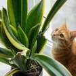 Conheça as plantas consideradas tóxicas para cães e gatos
