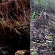 Veja imagens do menor felino selvagem do Brasil