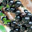 A jabuticaba está entre as melhores frutas do mundo; entenda o motivo