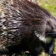 Por que o porco-espinho não é um porco? A verdade surpreendente sobre esse animal cheio de espinhos