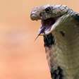 Sonhar com cobra: descubra quais são os significados