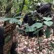 Chimpanzés em Uganda estão envolvidos em uma violenta 'guerra civil', dizem cientistas
