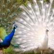 Colorido ou branco, plumagem do pavão é espetáculo visual