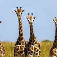 Curiosidades sobre as girafas: surpreenda-se com peculiaridades que vão além do pescoço longo
