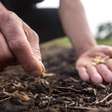 Som da chuva pode acelerar a germinação de sementes