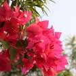 Nem orquídea, nem jasmim: essa flor colorida é uma das mais fáceis de sobreviver ao clima brasileiro