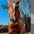 Veja como está o Cavalo Caramelo dois anos após as enchentes que atingiram o RS
