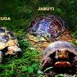 Conheça as diferenças entre tartarugas, jabutis e cágados