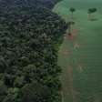 Brasil reduz em 42% perdas florestais em 2025, aponta estudo