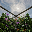 Veja como montar um orquidário no muro e quanto investir para cultivar orquídeas com mais segurança e menos gasto