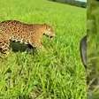 Onça-pintada corre ao lado de fazendeiro em lavoura em Mato Grosso