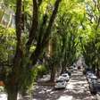Porto Alegre recebe novamente o título da ONU de "Cidade de Árvores do Mundo"