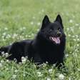 Schipperke: conheça as características do cachorro dessa raça
