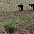 Seca pode agravar escassez de alimentos na Coreia do Norte