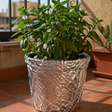 Vale a pena colocar papel alumínio nos vasos das plantas?
