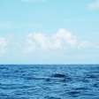 Semear o oceano para esfriar o planeta: ciência, esperança e cautela na geoengenharia marinha