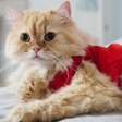 Turma da Mônica: 8 nomes para gatos inspirados nos personagens