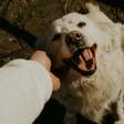 "Voz de bebê" com pets: ciência explica por que hábito melhora o bem-estar animal
