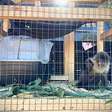 Polícia Ambiental autua morador por manter macaco-prego em cativeiro no interior do RS