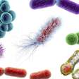 Composto usado em cosméticos surpreende cientistas ao mostrar potencial contra bactérias resistentes a antibióticos