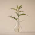 Plantas aquáticas? Saiba como transformar sua casa com com a ajuda da natureza