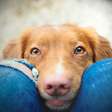 Como os cachorros enxergam? 7 curiosidades sobre a visão deles